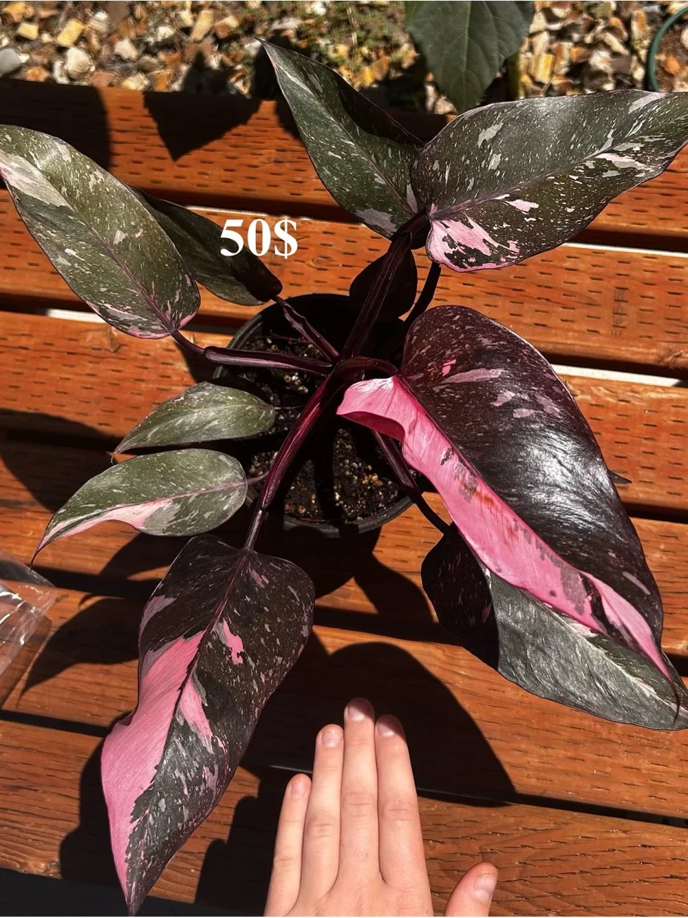 Variegated Green & White Philodendron - Premium Reptile-Friendly Plant